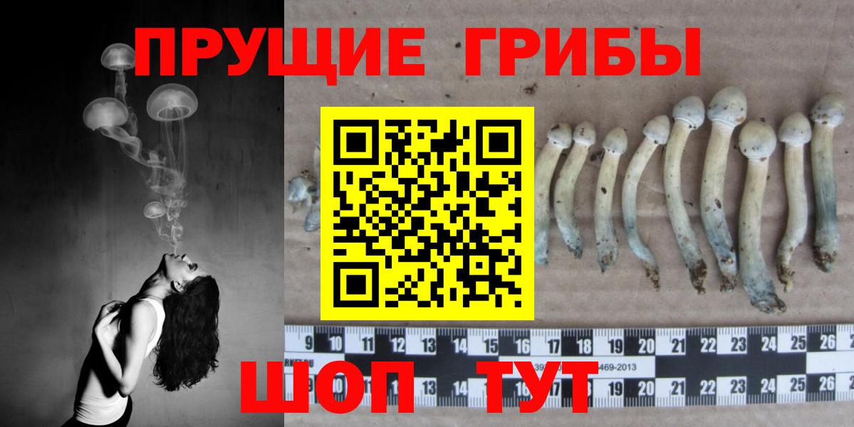 Псилоцибиновые грибы мицелий  где купить   Псилоцибиновые грибы Psilocybe  Петропавловск-Камчатский 